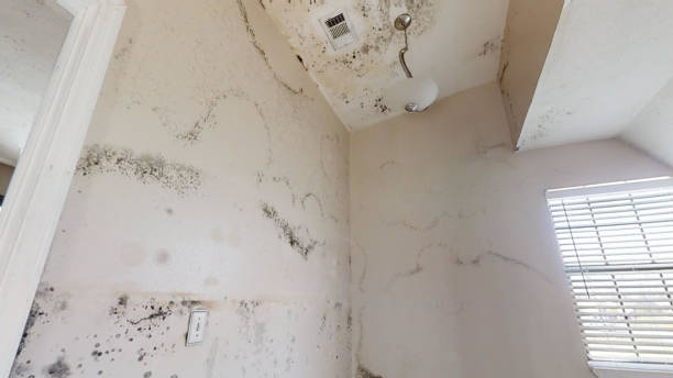 Best Black Mold Removal  in Anthem, AZ