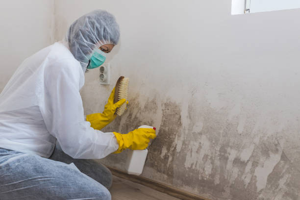 Best Environmental Consulting for Mold Prevention  in Anthem, AZ