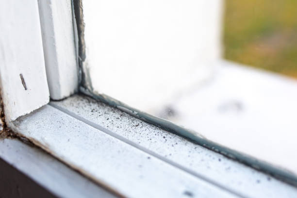 Best Post-Construction Mold Inspection  in Anthem, AZ