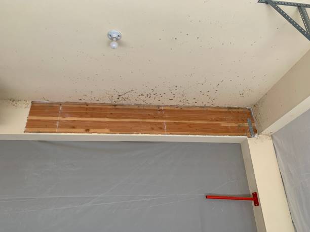 Best Mold Prevention Services  in Anthem, AZ