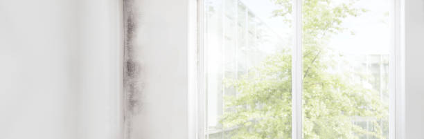 Best Industrial Mold Remediation  in Anthem, AZ