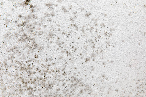 Best Dehumidification Services  in Anthem, AZ