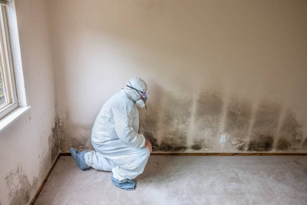 Best Emergency Mold Remediation  in Anthem, AZ